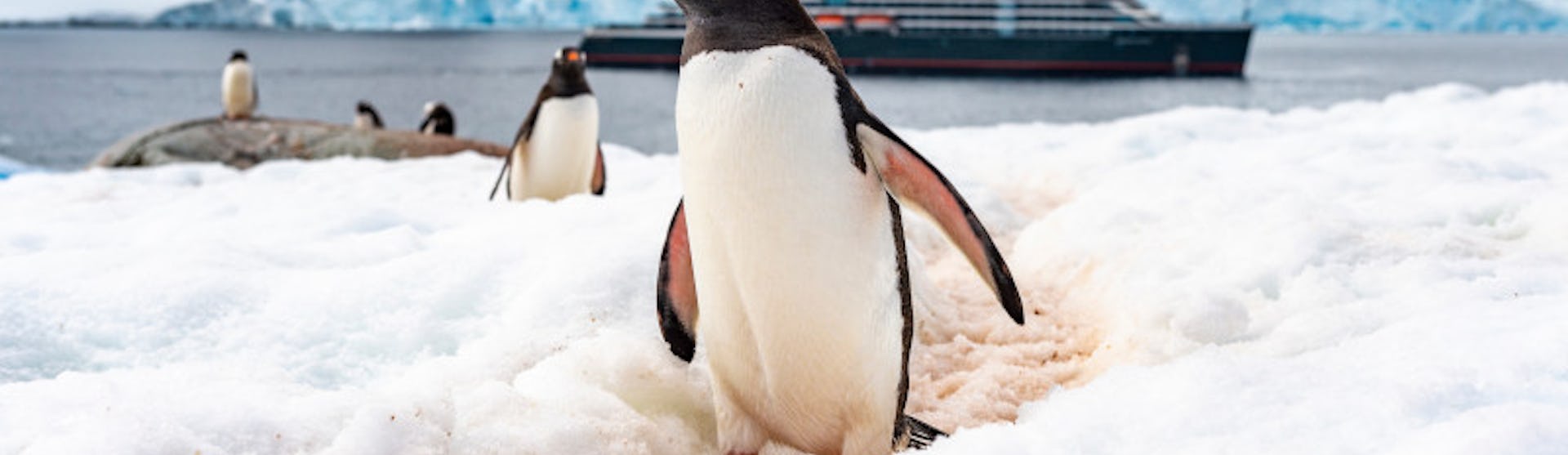 Seabourn Venture Antarctica