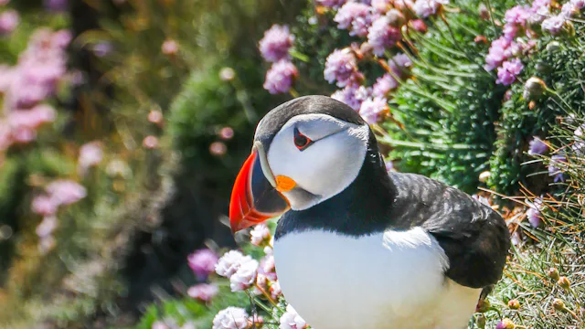 Fred Olsen Lerwick Sumburgh Head