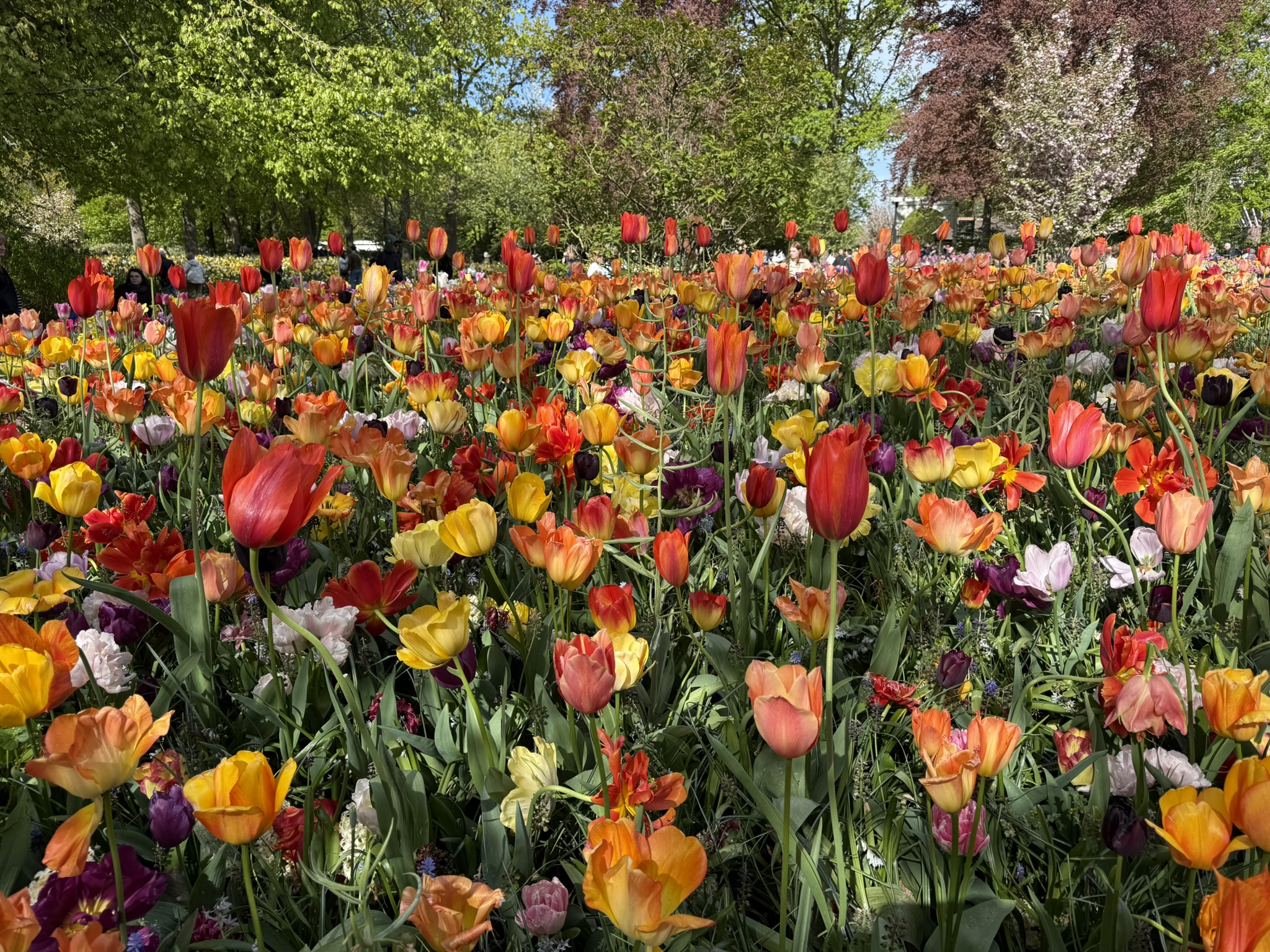 Keukenhof