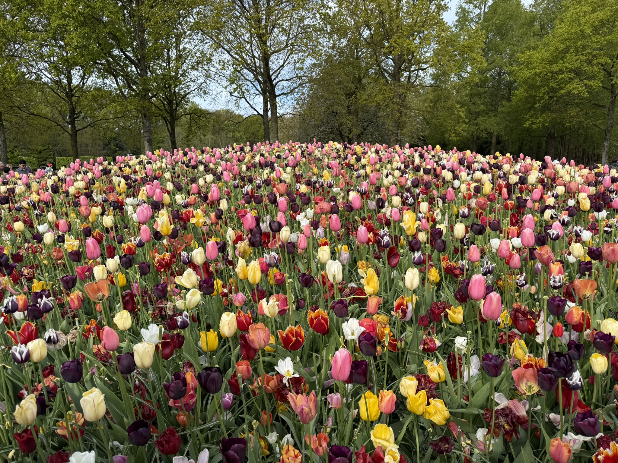 Keukenhof