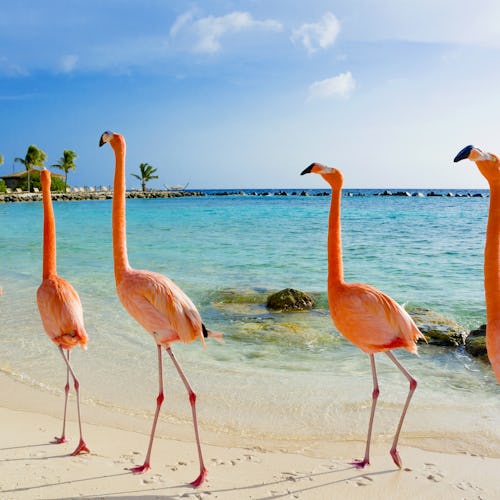 Aruba, Curacao, Colombia, Panama & Ecuador