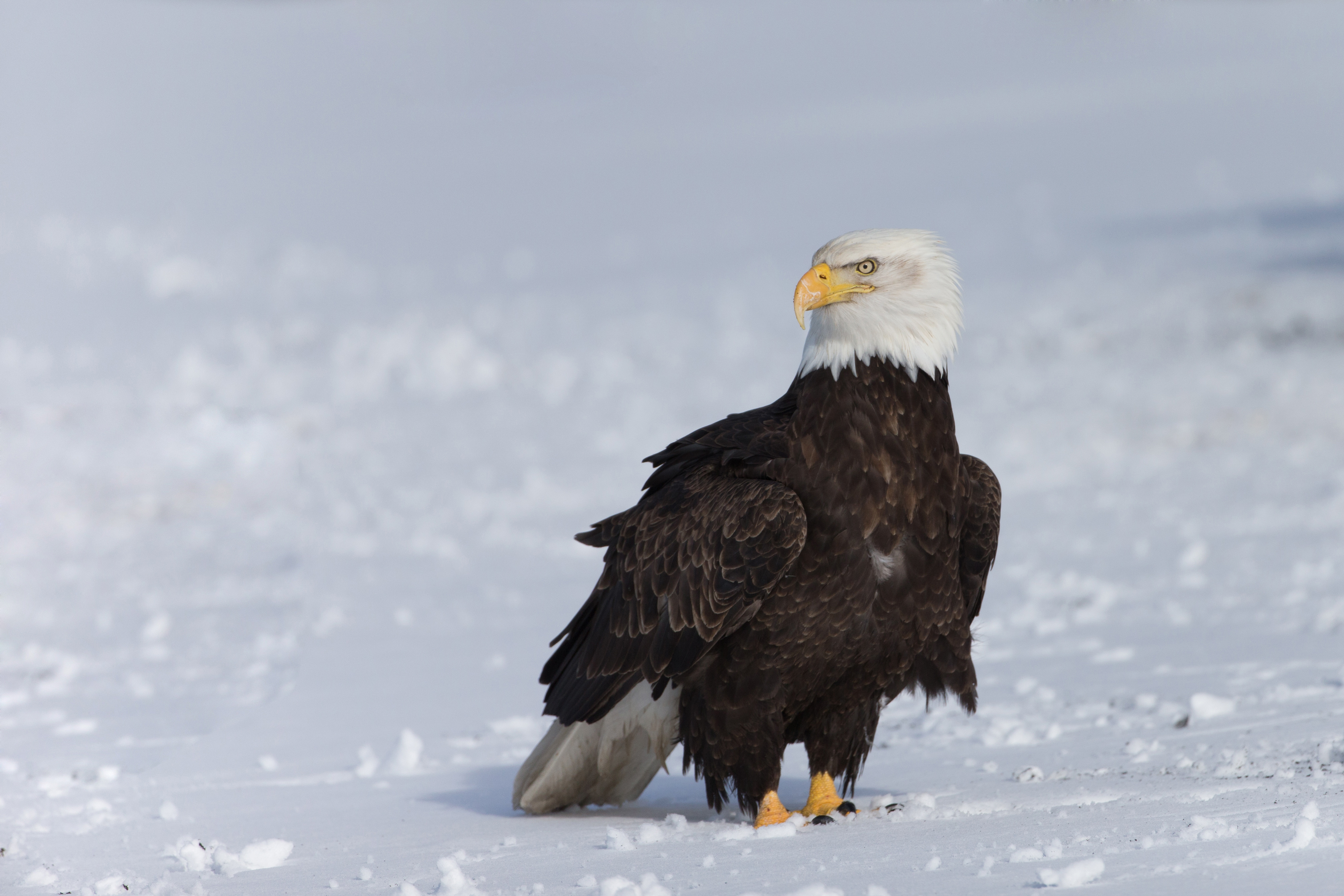 Bald Eagle