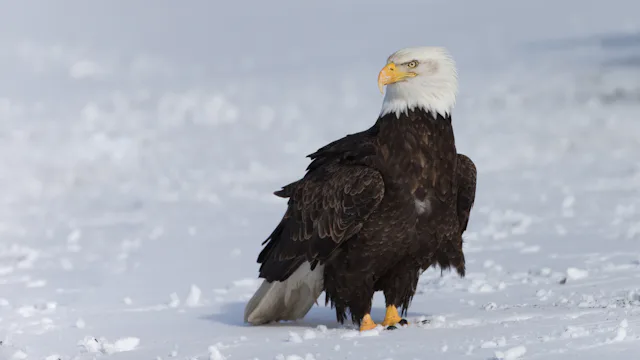 Bald Eagle