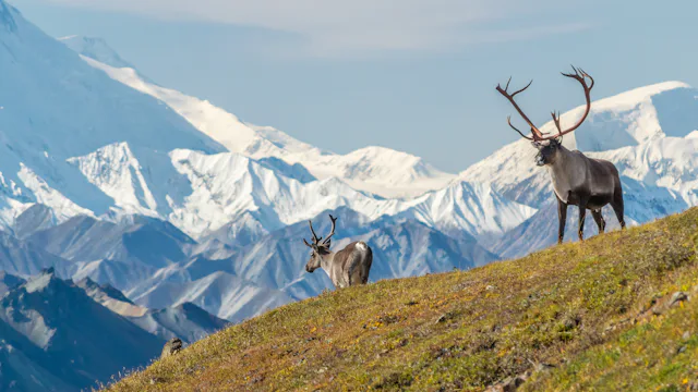 Denali National Park