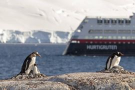 Hurtigruten Antarctic - Penguins